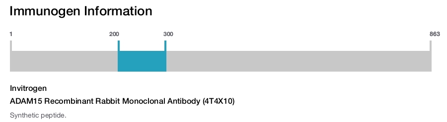ADAM15 Recombinant Rabbit Monoclonal Antibody (4T4X10)