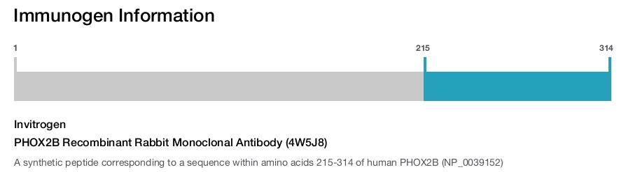 PHOX2B Recombinant Rabbit Monoclonal Antibody (4W5J8)