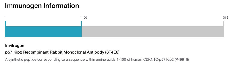 p57 Kip2 Recombinant Rabbit Monoclonal Antibody (6T4E6)