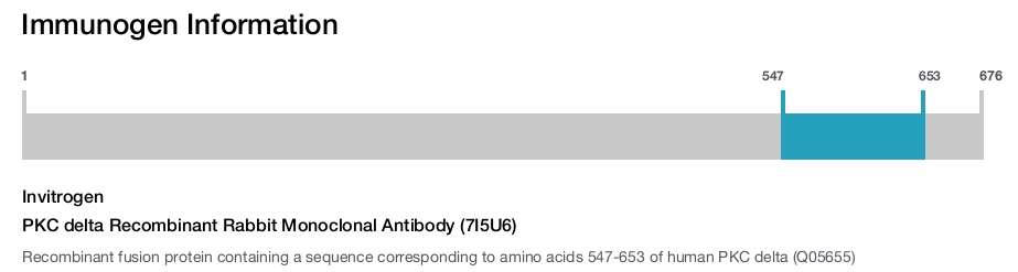 PKC delta Recombinant Rabbit Monoclonal Antibody (7I5U6)