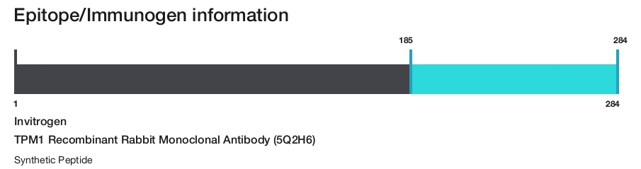 TPM1 Recombinant Rabbit Monoclonal Antibody (5Q2H6)