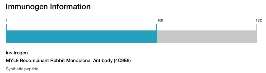 MYL9 Recombinant Rabbit Monoclonal Antibody (4C9E8)