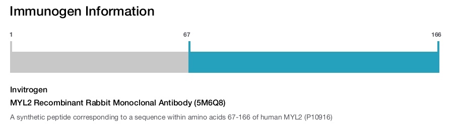 MYL2 Recombinant Rabbit Monoclonal Antibody (5M6Q8)