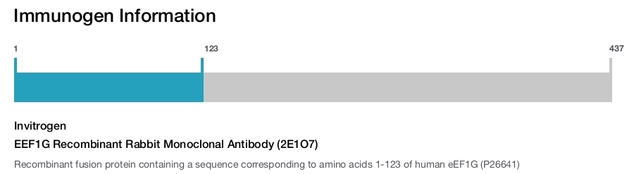 EEF1G Recombinant Rabbit Monoclonal Antibody (2E1O7)