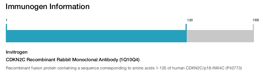 CDKN2C Recombinant Rabbit Monoclonal Antibody (1Q10Q4)