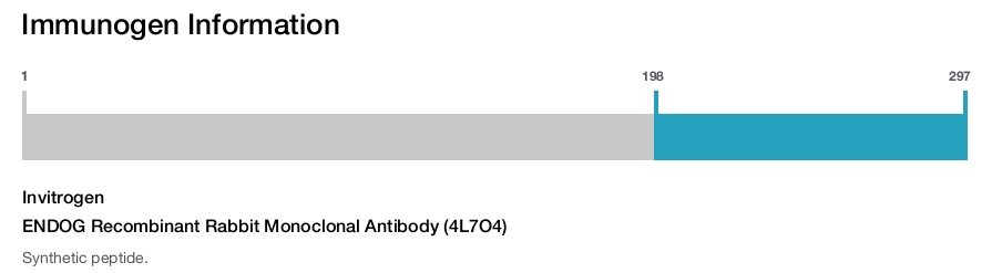 ENDOG Recombinant Rabbit Monoclonal Antibody (4L7O4)