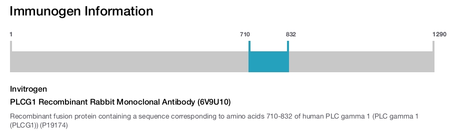 PLCG1 Recombinant Rabbit Monoclonal Antibody (6V9U10)