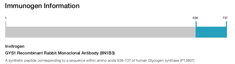 GYS1 Recombinant Rabbit Monoclonal Antibody (8N1B3)