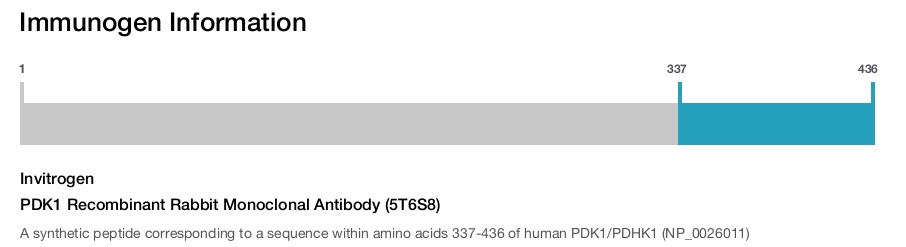 PDK1 Recombinant Rabbit Monoclonal Antibody (5T6S8)