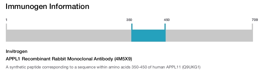 APPL1 Recombinant Rabbit Monoclonal Antibody (4M5X9)