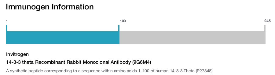 14-3-3 theta Recombinant Rabbit Monoclonal Antibody (9G6M4)