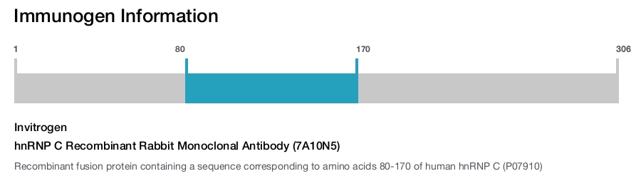 hnRNP C Recombinant Rabbit Monoclonal Antibody (7A10N5)