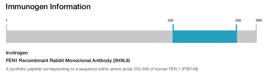 FEN1 Recombinant Rabbit Monoclonal Antibody (3H9L9)