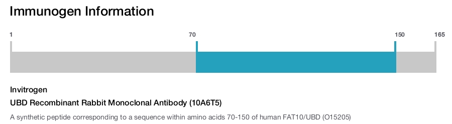UBD Recombinant Rabbit Monoclonal Antibody (10A6T5)