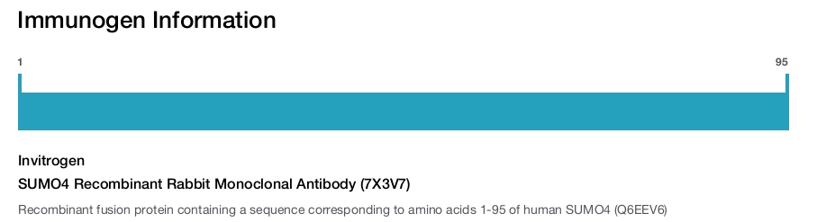 SUMO4 Recombinant Rabbit Monoclonal Antibody (7X3V7)