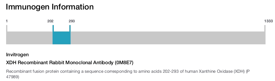 XDH Recombinant Rabbit Monoclonal Antibody (0M8E7)