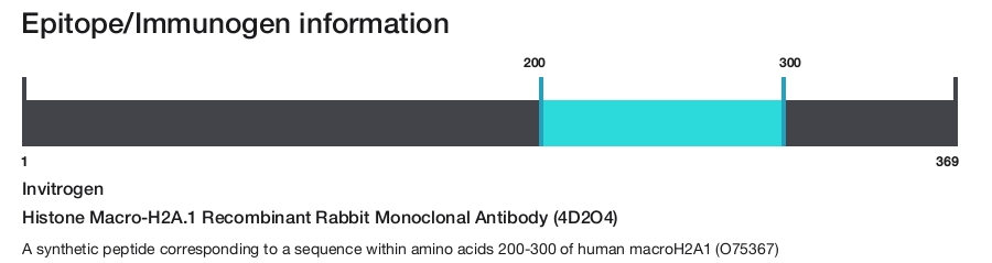 Histone Macro-H2A.1 Recombinant Rabbit Monoclonal Antibody (4D2O4)