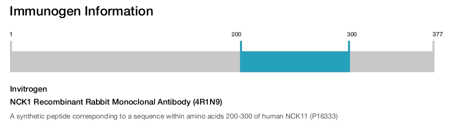 NCK1 Recombinant Rabbit Monoclonal Antibody (4R1N9)