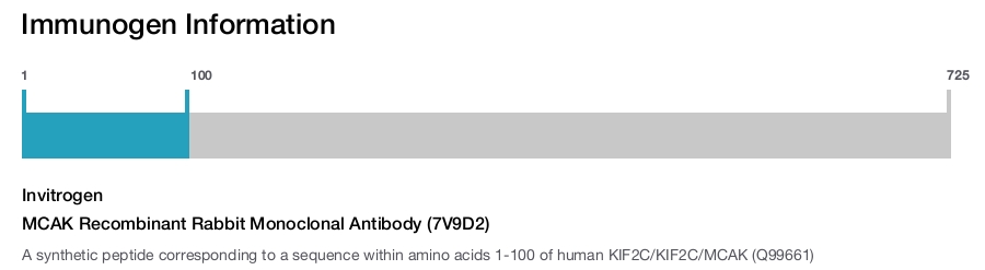MCAK Recombinant Rabbit Monoclonal Antibody (7V9D2)