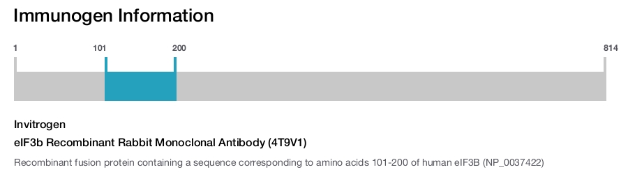 eIF3b Recombinant Rabbit Monoclonal Antibody (4T9V1)
