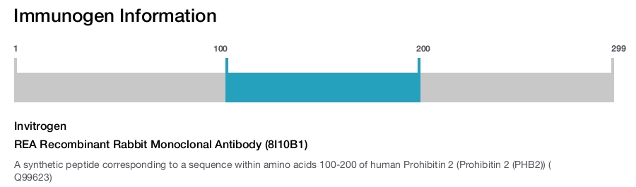 REA Recombinant Rabbit Monoclonal Antibody (8I10B1)