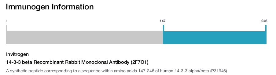 14-3-3 beta Recombinant Rabbit Monoclonal Antibody (2F7O1)