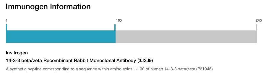 14-3-3 beta/zeta Recombinant Rabbit Monoclonal Antibody (3J3J9)