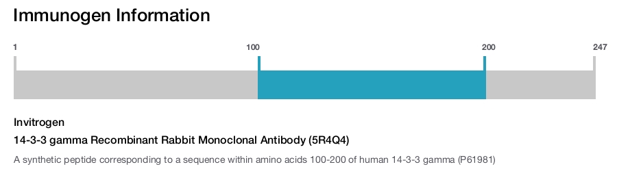 14-3-3 gamma Recombinant Rabbit Monoclonal Antibody (5R4Q4)