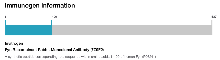 Fyn Recombinant Rabbit Monoclonal Antibody (7Z9F2)