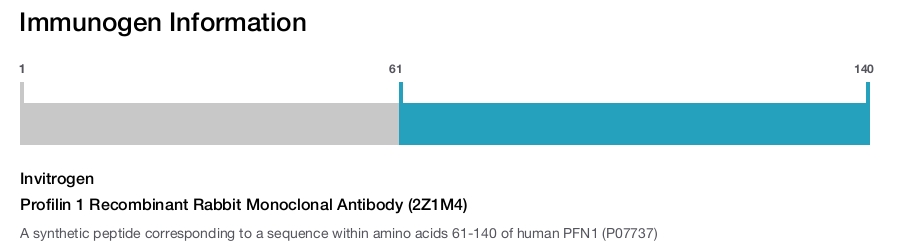 Profilin 1 Recombinant Rabbit Monoclonal Antibody (2Z1M4)