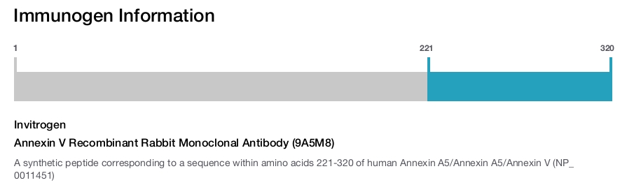 Annexin V Recombinant Rabbit Monoclonal Antibody (9A5M8)