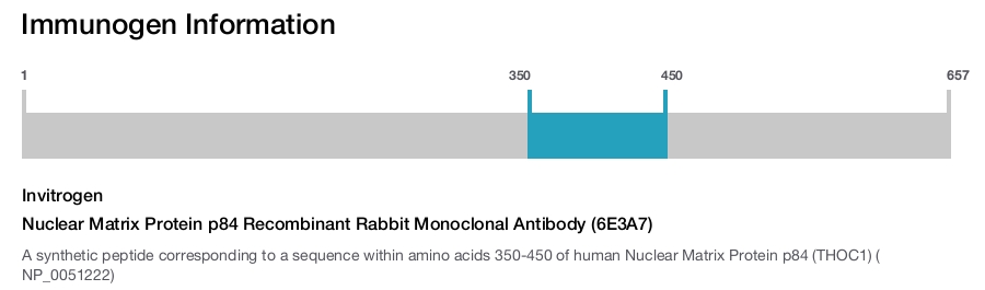 Nuclear Matrix Protein p84 Recombinant Rabbit Monoclonal Antibody (6E3A7)