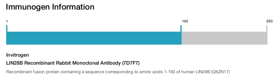 LIN28B Recombinant Rabbit Monoclonal Antibody (7D7F7)
