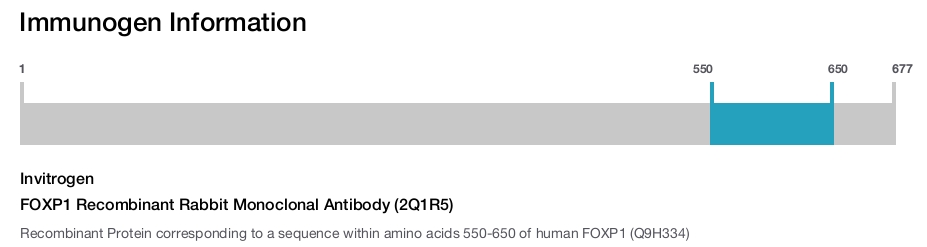 FOXP1 Recombinant Rabbit Monoclonal Antibody (2Q1R5)