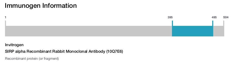 SIRP alpha Recombinant Rabbit Monoclonal Antibody (10Q7E6)