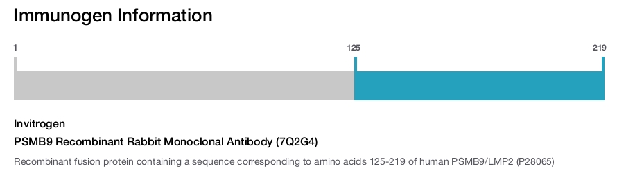 PSMB9 Recombinant Rabbit Monoclonal Antibody (7Q2G4)