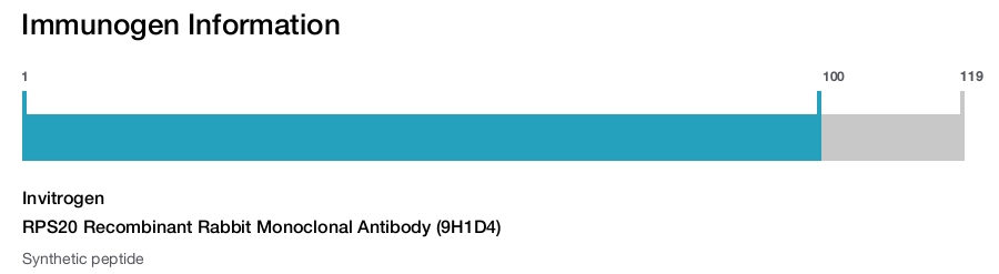 RPS20 Recombinant Rabbit Monoclonal Antibody (9H1D4)