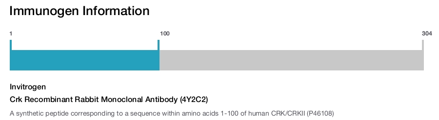 Crk Recombinant Rabbit Monoclonal Antibody (4Y2C2)