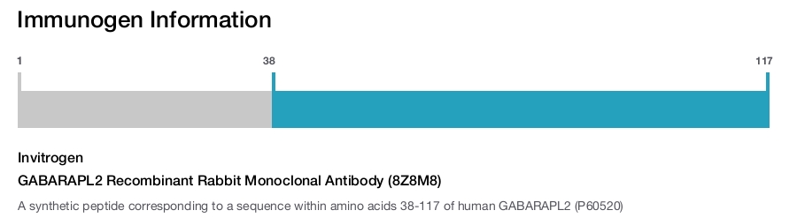 GABARAPL2 Recombinant Rabbit Monoclonal Antibody (8Z8M8)