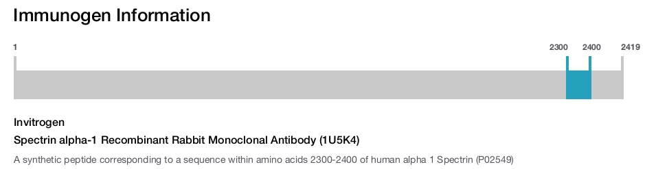 Spectrin alpha-1 Recombinant Rabbit Monoclonal Antibody (1U5K4)