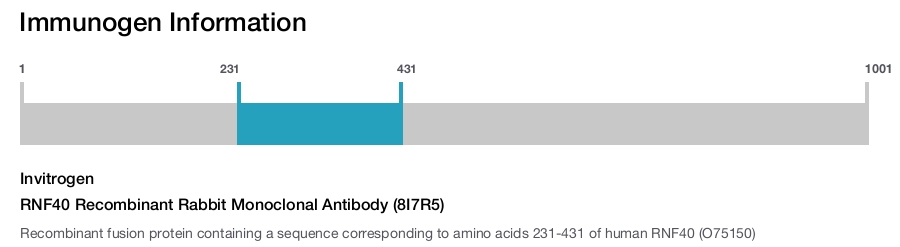 RNF40 Recombinant Rabbit Monoclonal Antibody (8I7R5)