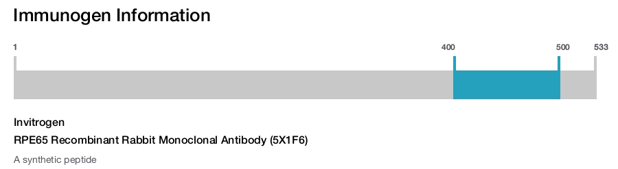 RPE65 Recombinant Rabbit Monoclonal Antibody (5X1F6)