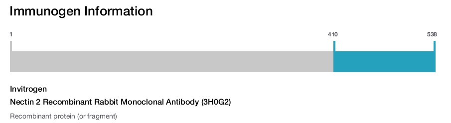 Nectin 2 Recombinant Rabbit Monoclonal Antibody (3H0G2)