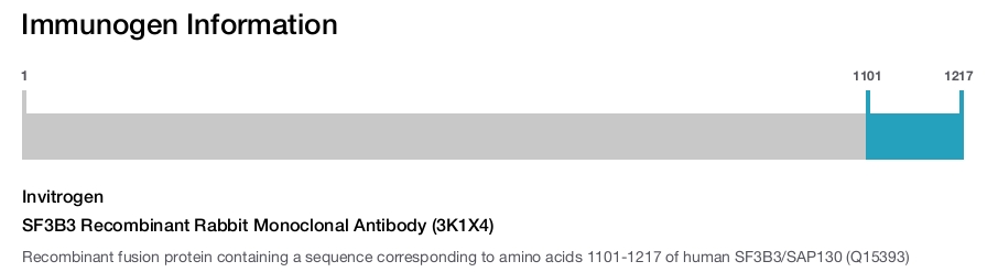 SF3B3 Recombinant Rabbit Monoclonal Antibody (3K1X4)