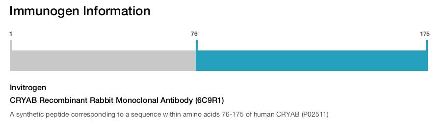 CRYAB Recombinant Rabbit Monoclonal Antibody (6C9R1)