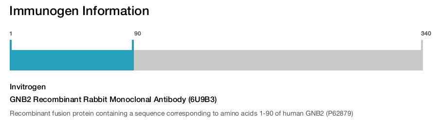 GNB2 Recombinant Rabbit Monoclonal Antibody (6U9B3)