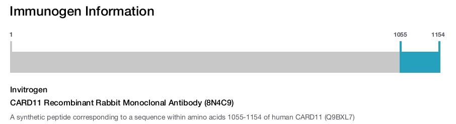 CARD11 Recombinant Rabbit Monoclonal Antibody (8N4C9)