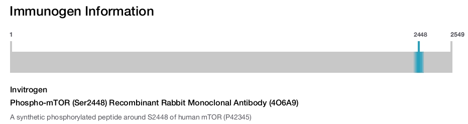 Phospho-mTOR (Ser2448) Recombinant Rabbit Monoclonal Antibody (4O6A9)