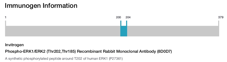 Phospho-ERK1/ERK2 (Thr202,Thr185) Recombinant Rabbit Monoclonal Antibody (8D0D7)