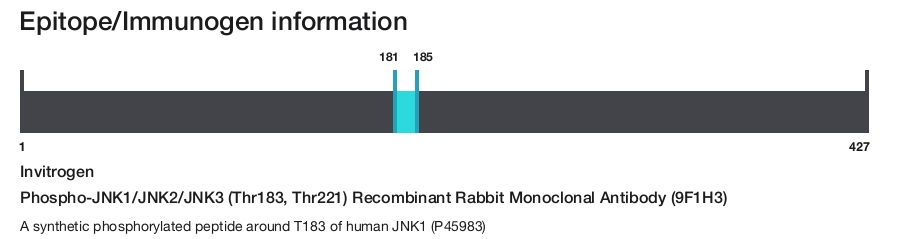 Phospho-JNK1/JNK2/JNK3 (Thr183, Thr221) Recombinant Rabbit Monoclonal Antibody (9F1H3)